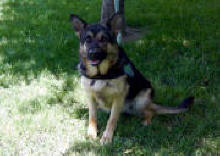Cane5 Goa