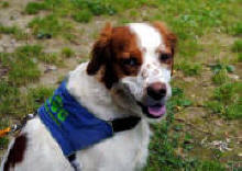 Cane6 Pimpa