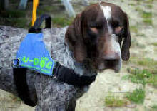 Cane7 Snoopy